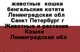 животные. кошки. бенгальские котята. - Ленинградская обл., Санкт-Петербург г. Животные и растения » Кошки   . Ленинградская обл.